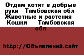 Отдам котят в добрые руки - Тамбовская обл. Животные и растения » Кошки   . Тамбовская обл.